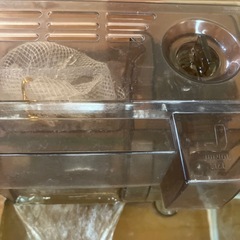 引き取り限定　水槽セットの画像