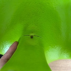 バンボの画像