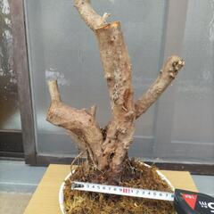 　盆栽素材古木　天然川皐月樹齢100年超の画像
