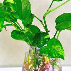 ポトス発根苗3本セットの画像