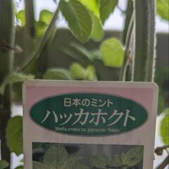 ミント　苗　ハッカホクト　水挿し　発根済み　の画像