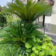 蘇鉄