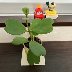 幸福を告げる、ハート💚の葉っぱ🌱ハートホヤの画像