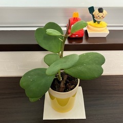 幸福を告げる、ハート💚の葉っぱ🌱ハートホヤ
