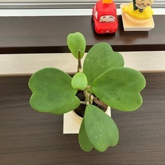 幸福を告げる、ハート💚の葉っぱ🌱ハートホヤの画像