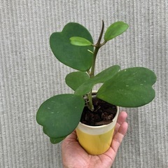 幸福を告げる、ハート💚の葉っぱ🌱ハートホヤの画像