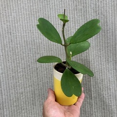幸福を告げる、ハート💚の葉っぱ🌱ハートホヤの画像