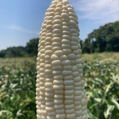 とうもろこしの収穫と片付け作業