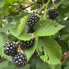 ブラックベリー（自分で収穫できる人）
