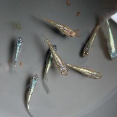 メダカ　【ネプチューン】　成魚  産卵中８匹     1200円の画像