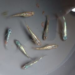 メダカ　【ネプチューン】　成魚  産卵中８匹     1200円
