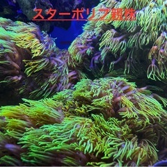 スターポリプ　　大きい個体の画像