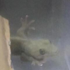 ニホンヤモリ