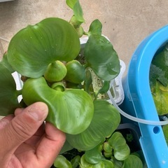 ホテイ草　2株の画像