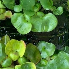 ホテイ草　2株の画像