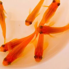 No.76【②楊貴妃MIXメダカ　稚魚 10匹 100円】の画像