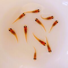 No.76【②楊貴妃MIXメダカ　稚魚 10匹 100円】の画像