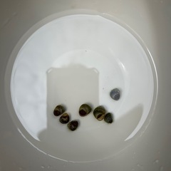ミナミヌマエビとヒメタニシの画像