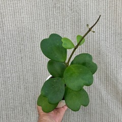 幸福を告げる、ハート💚の葉っぱ🌱ハートホヤの画像