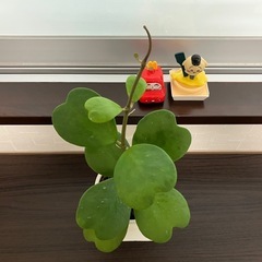 幸福を告げる、ハート💚の葉っぱ🌱ハートホヤの画像