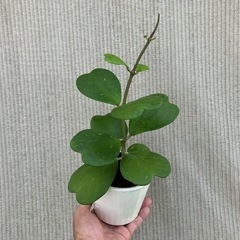 幸福を告げる、ハート💚の葉っぱ🌱ハートホヤの画像