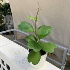 幸福を告げる、ハート💚の葉っぱ🌱ハートホヤの画像