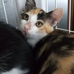 おっとり美人な三毛ちゃん☆お見合い入りました！