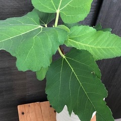 イチジク苗　日本種の画像