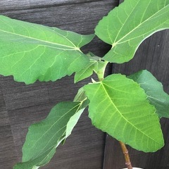 イチジク苗　日本種の画像