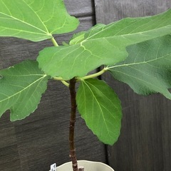 イチジク苗　日本種の画像