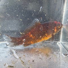 墨和金 銀鱗墨和金 変わり和金 金魚 ④の画像