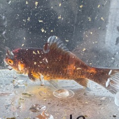 墨和金 銀鱗墨和金 変わり和金 金魚 ④の画像