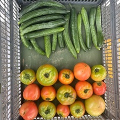 朝取れきゅうり、傷物トマト