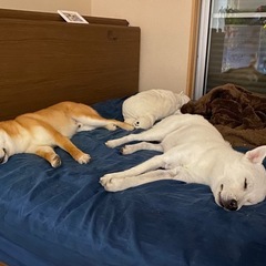 穏やかな柴犬