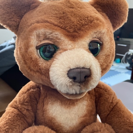 こぐまのカビー