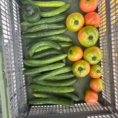 朝取れきゅうり、傷物トマトの画像