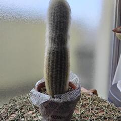 エスポストア　サボテン　老楽か幻楽　毛柱類　観葉植物