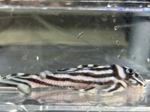 インペリアルゼブラプレコ  ５匹まとめて