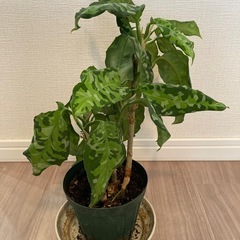アグラオネマ ピクタム トリカラー（30cm・健康株）の画像