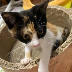 三毛猫の女の子