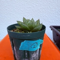ハオルチア②