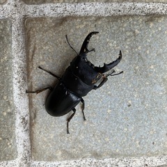 天然物津市産ヒラタクワガタの画像
