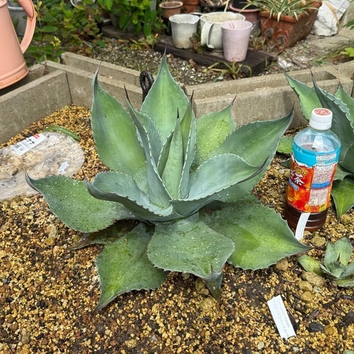 アガベ  オバティフォリア　葉周り40センチちょい