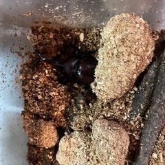 【写真変更】津市産天然カブトムシペアの画像