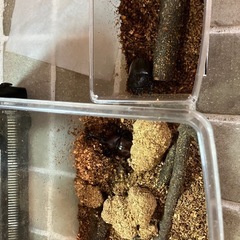 【写真変更】津市産天然カブトムシペアの画像