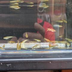 レクリス稚魚〜幼魚10匹の画像