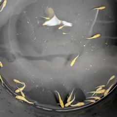 レクリス稚魚〜幼魚10匹の画像