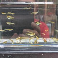 レクリス稚魚〜幼魚10匹の画像
