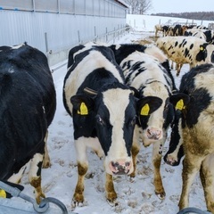 北海道の大自然を感じれる牧場で 一緒に働きませんか？  「哺乳スタッフ」募集！の画像