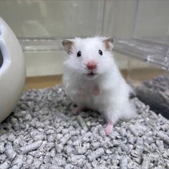 ハムスター　ホワイト